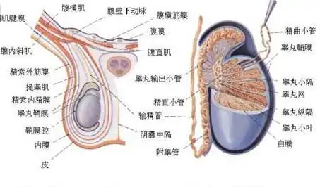 首先这是一个严肃的话题,一些男生从青春期就时刻关注着"蛋蛋"的生长