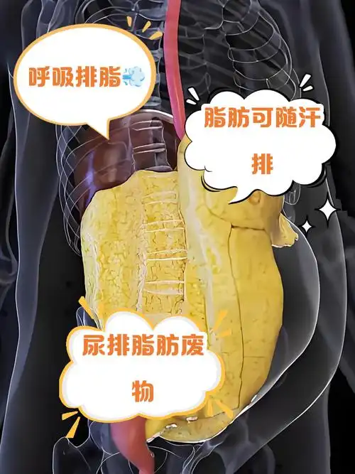 脂肪如何排出体外的