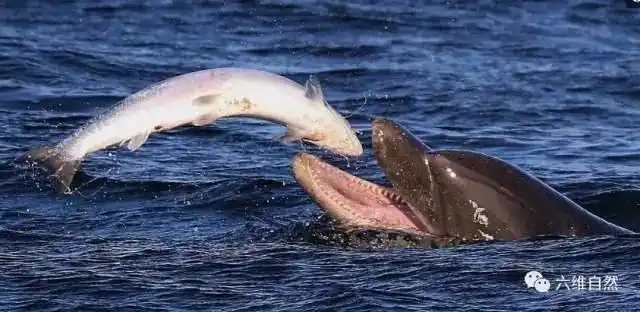 海豚捕捉戏耍三文鱼,不吃不如交给我们人类?