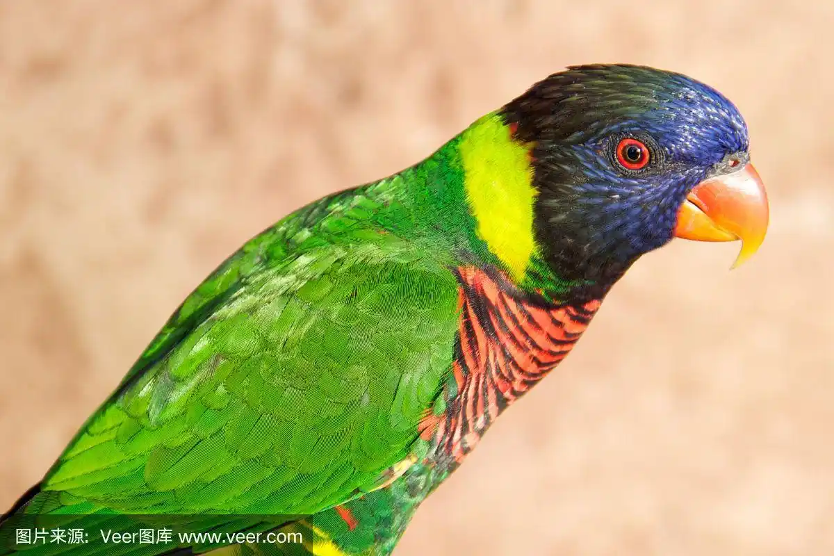 彩虹吸蜜鹦鹉特写镜头