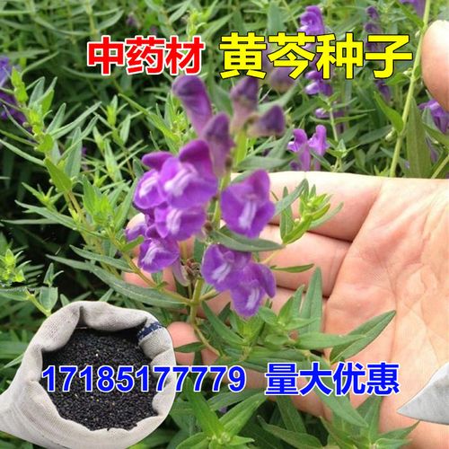 黄芩种籽中药材新籽芽率高黄芩中草药种籽四季播种耐干旱中草药籽