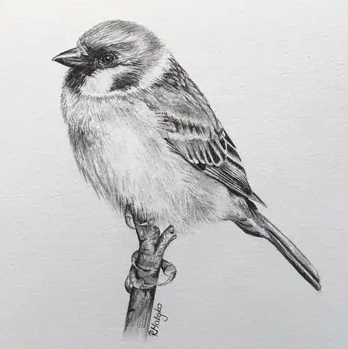 活灵活现的各种鸟类素描