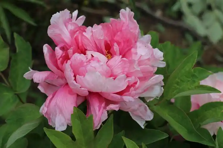 花中之王——牡丹