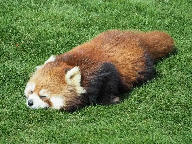 五短身材的小熊猫卖萌,你说我怎么就看不够呢!