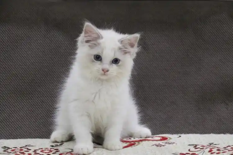 蓝山双布偶宝宝