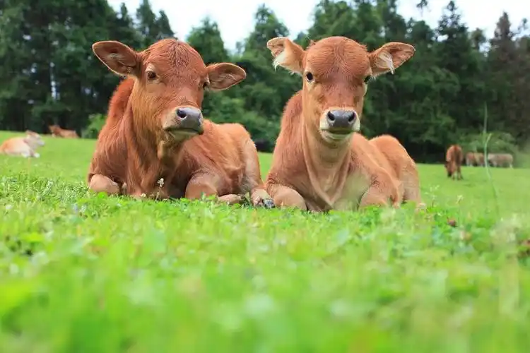 偷拍萌物小牛崽儿