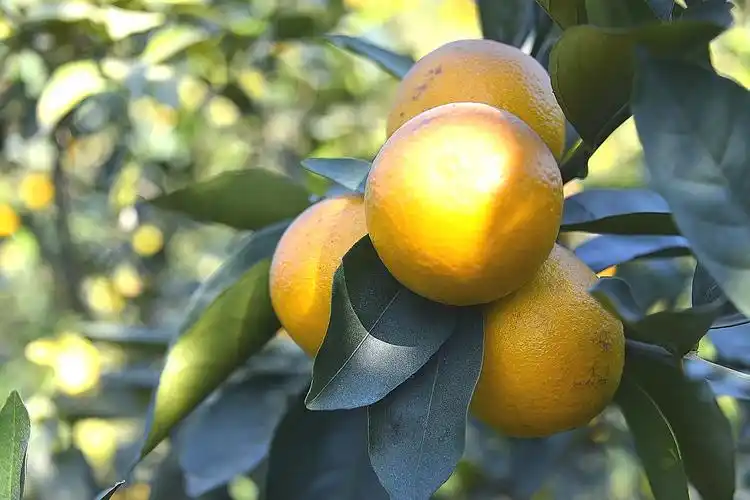 廉江红橙秋甜香