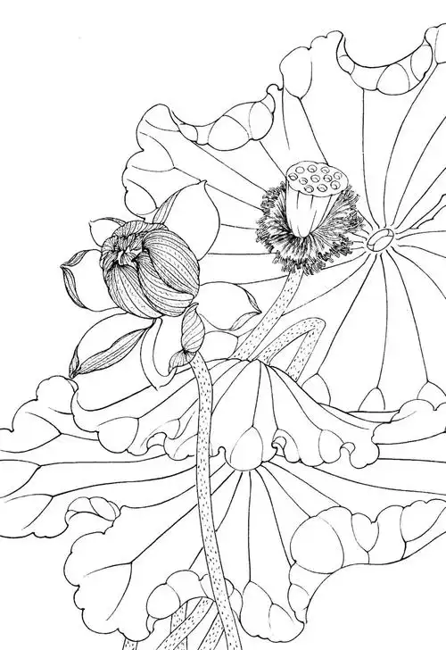 素材丨一组白描荷花10图 值得收藏临摹