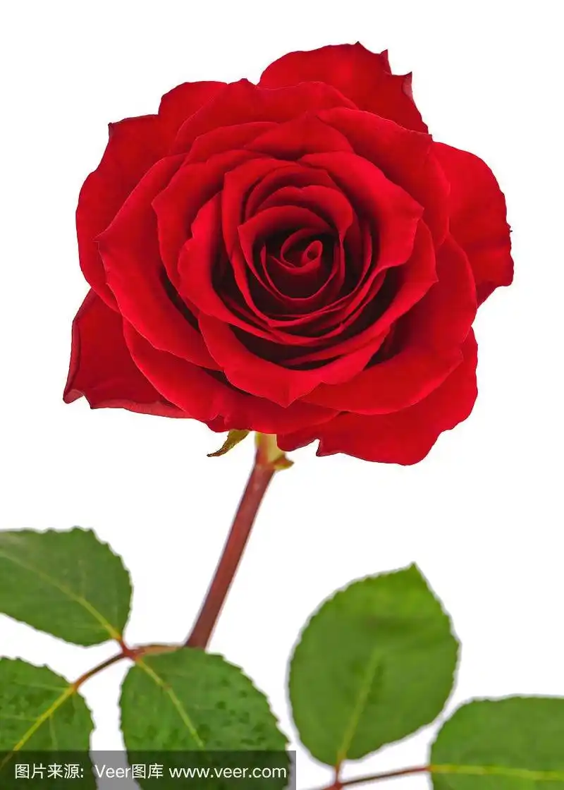 红色玫瑰,叶子孤立在白色背景上.