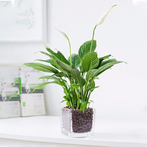 锦语 年宵花卉绿植红掌盆栽白掌盆栽一帆风顺客厅室内植物桌面观花