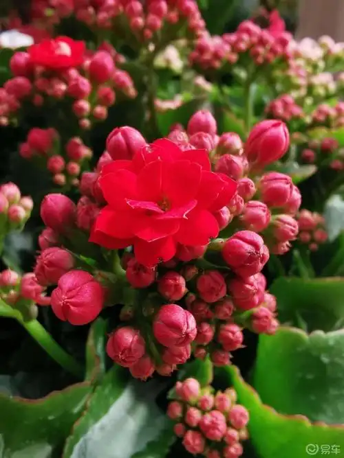 每日一帖长寿花祝友友们平安健康长寿喜乐