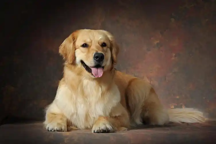 纯种金毛有黑色的吗,金毛黑色幼犬怎么回事