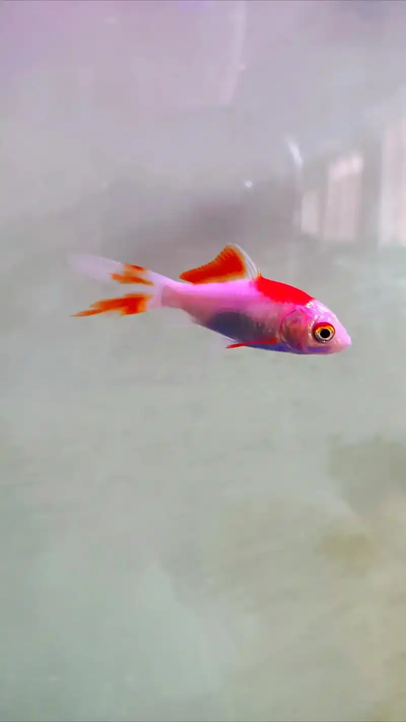 粉色小金鱼#鱼儿自由自在的水中游 #见锦鲤者发发发 #养鱼养 - 抖音