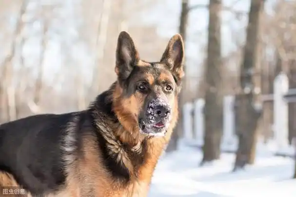8种超像狼的狗狗,其中一只是小短腿,大概是最可爱的狼犬