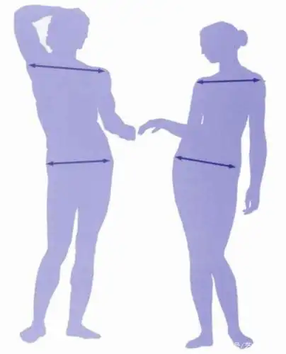 男女体型的区别