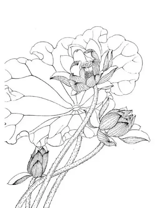 工笔画荷花白描稿《三》
