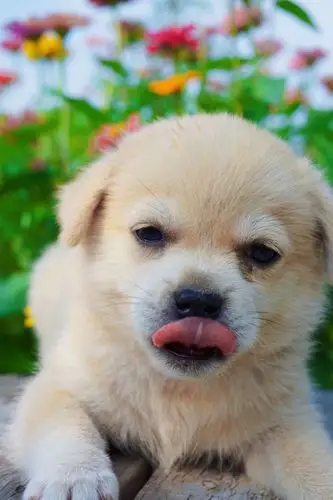 又土又奶,小土奶狗真的超级可爱5555