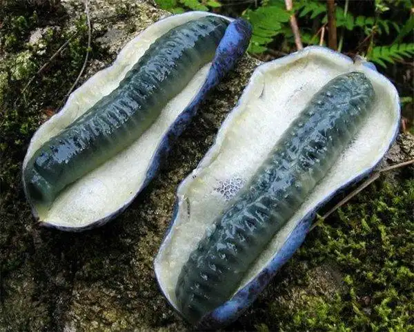 世界十大最恶心水果诺丽果闻一下就想吐