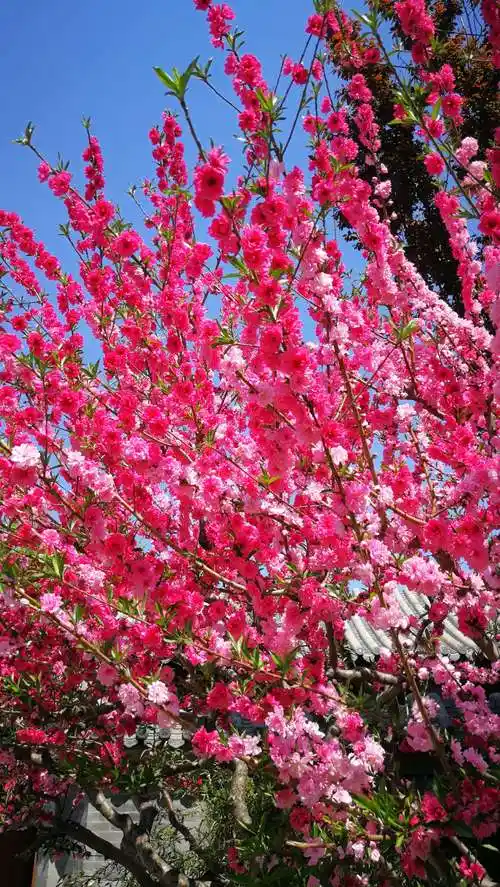 美丽的春天,百花齐放.景色宜人啊!