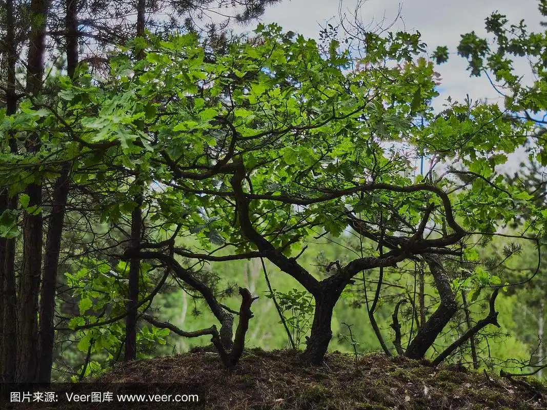 森林中矮小的树