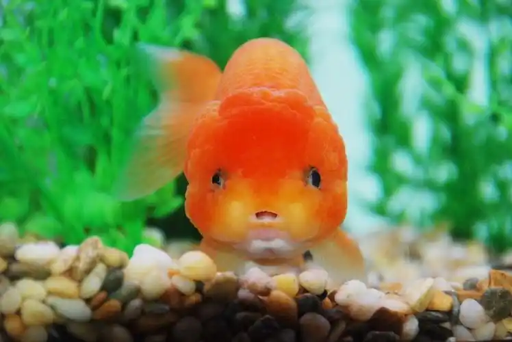 金鱼可是一种非常普通的水族宠物,饲养的人多,饲养的范围广,不管是小