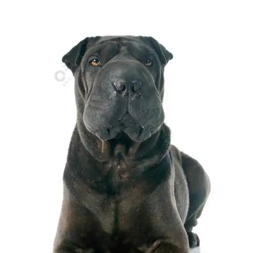 白色背景前的女沙皮狗