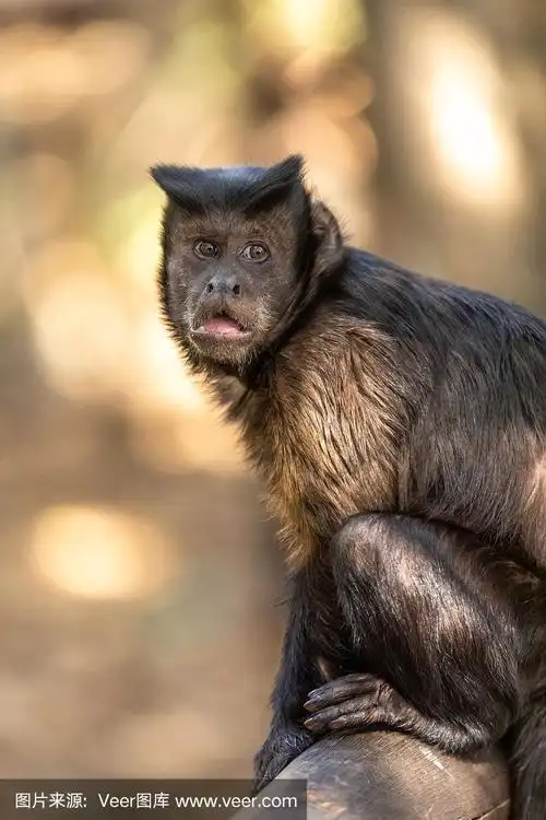 热带雨林,野外动物,南非,猴子,可爱的