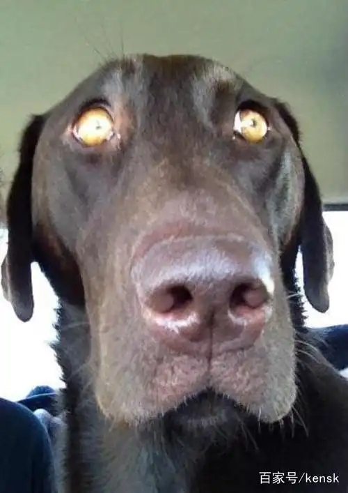 爆笑,盘点狗狗的那些专注的眼神,你值得观看