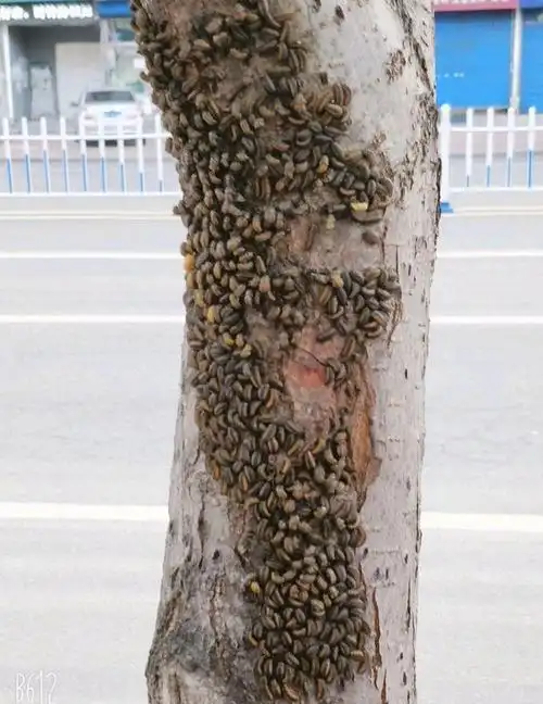 用你们老家土话来形容这些东西,密密麻麻地趴在树上,恐惧症要犯了.