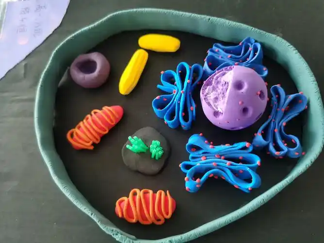 指尖上的生物——汶城中学高一年级细胞模型制作大赛