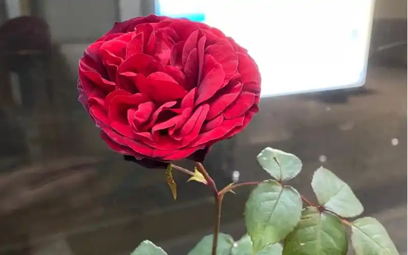 种花的日常 第二期 丹陶月季 海军上将 admiral 种植测评_哔哩哔哩