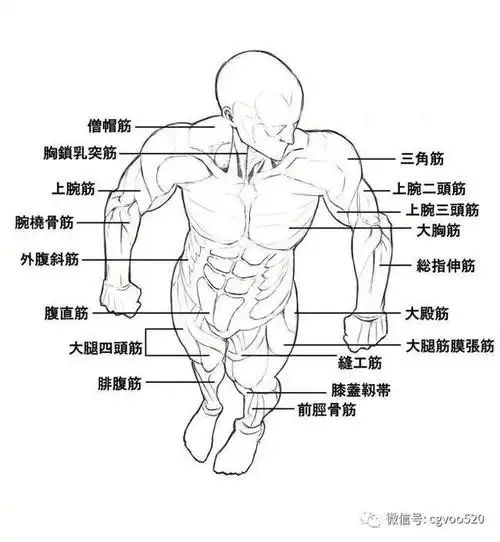 插画教程|男士肌肉绘画素材参考,想学习的同学快快码住吧