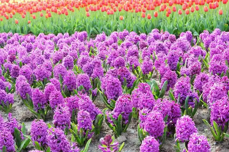 第三介绍风信子.