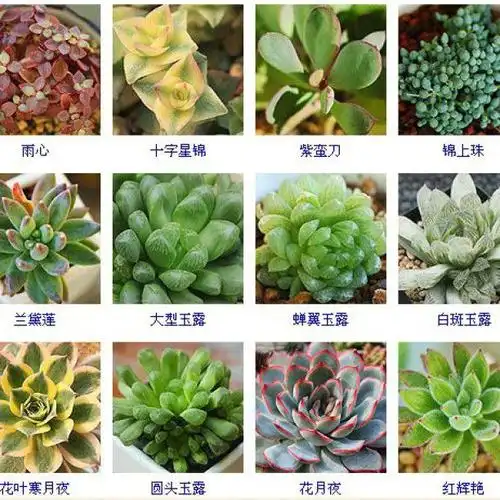 多肉植物名称大全(常见品种) - 爱图小站oi22.com