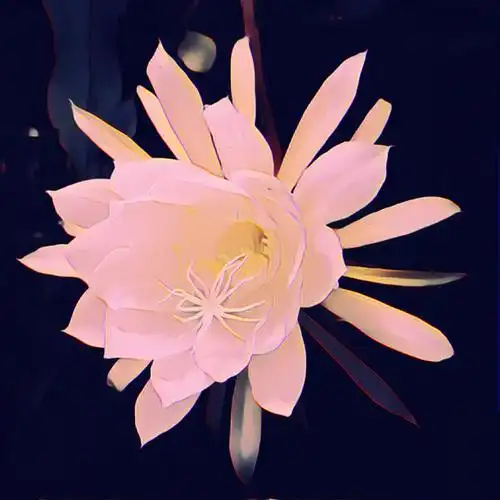 昙花一现又梦一年