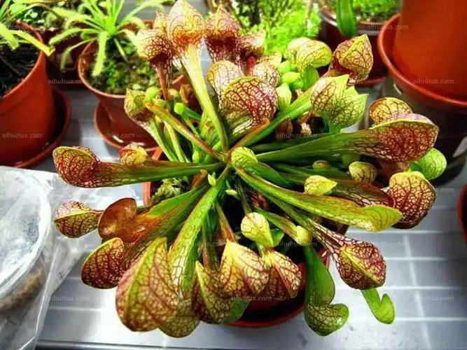 鹦鹉瓶子草图片