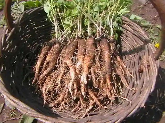 鱼腥草炖荷包蛋治小儿肺炎