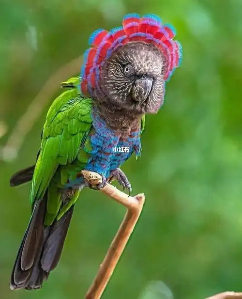 鹰头鹦鹉亚马逊雨林