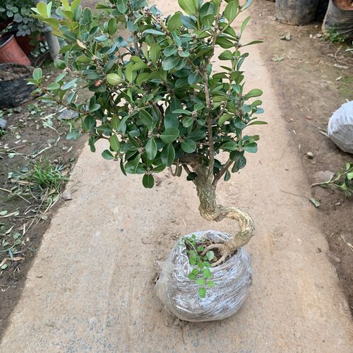 黄杨盆景树桩实物包邮 微型小品瓜子黄杨树桩造型盆景小叶黄杨