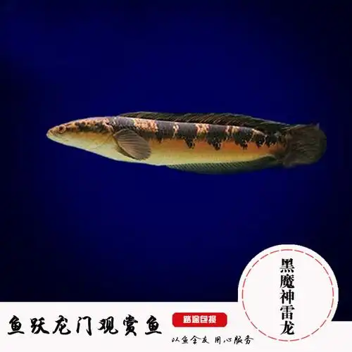 印尼婆罗洲加里曼丹河黑魔神雷龙鱼伊莎贝拉黑魔神雷龙鱼活体淡水