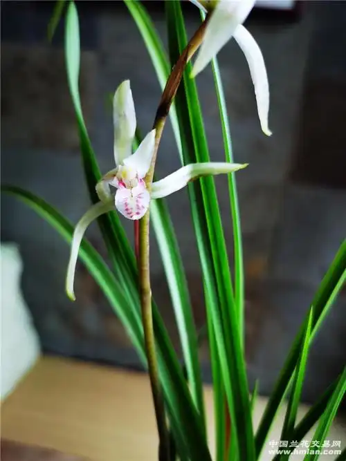 请大家鉴定一下-送春篇-中国兰花交易网社区