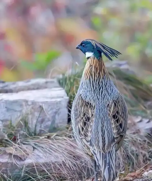 野生雉鸡图片雉鸡图片种类