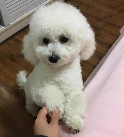 比熊幼犬多少钱一只(如何饲养比熊幼犬) - 价格百科