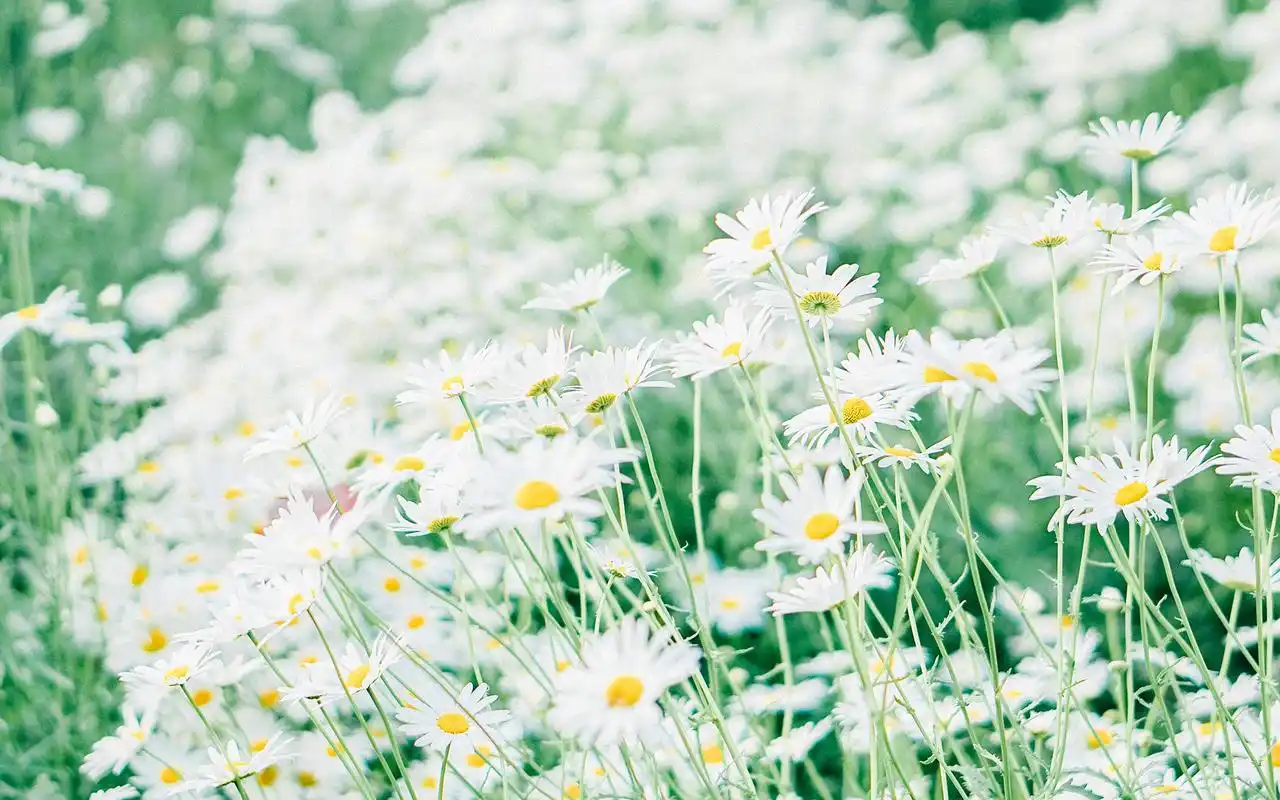 简洁小清新唯美高清桌面壁纸