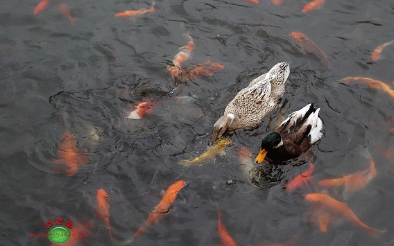 568_355gif 动态图 动图