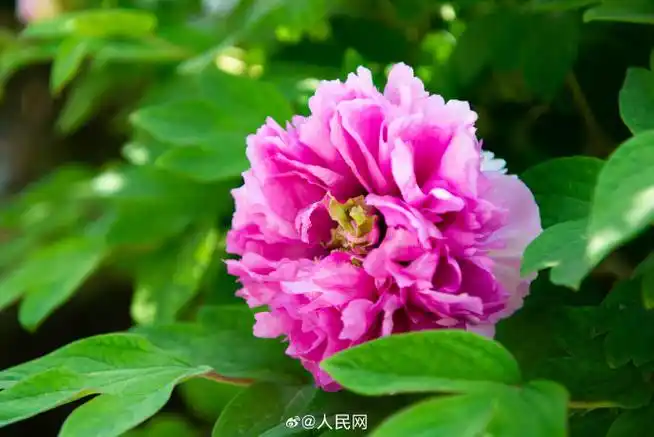 洛阳牡丹盛于唐,甲天下于宋,花朵硕大,花色奇绝,有红,白,粉,黄等9大