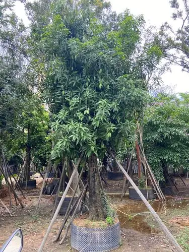 芒果树 普宁水果树基地大芒果树 移植芒果树批发各种水果树