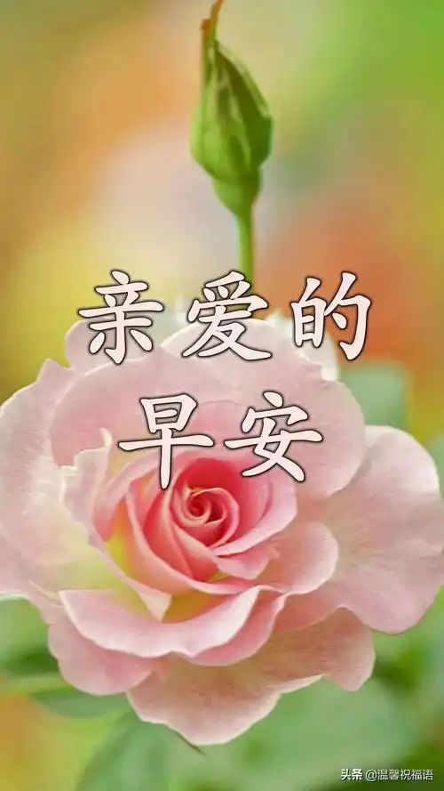 最新版早安暖心问候语,特别漂亮早安表情图片带鲜花