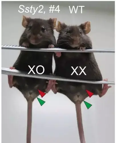 我的小鼠怎么变性了一场意外竟给唐氏患儿带来希望