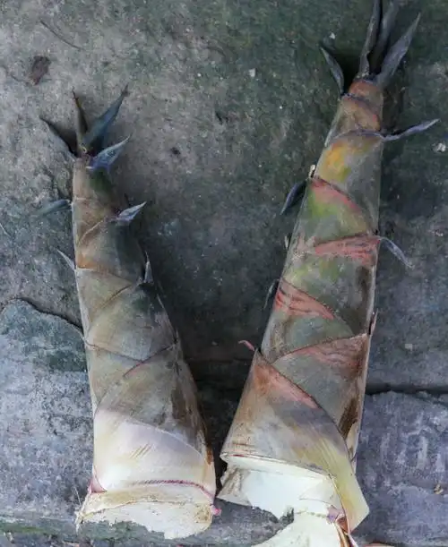 乡村田园系列家乡的甜罗笋